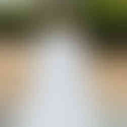 Wedding cake with two dogs on top.