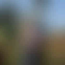 Bride and groom kissing on a wooden bridge surrounded by tropical greenery and palm trees at their Mexico wedding.
