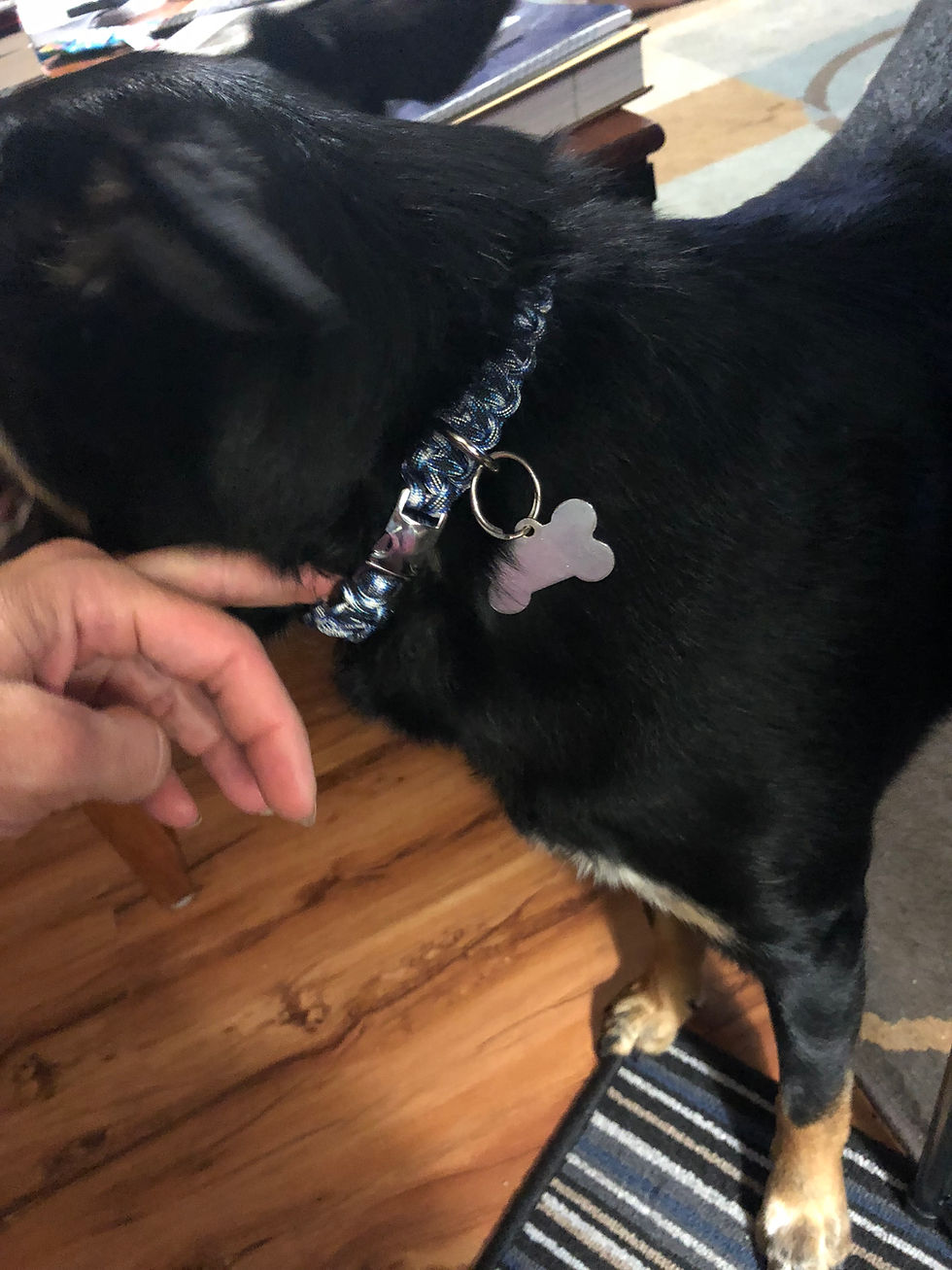 Thumbnail: Dog Collars & Leashes (Cost varies per size)