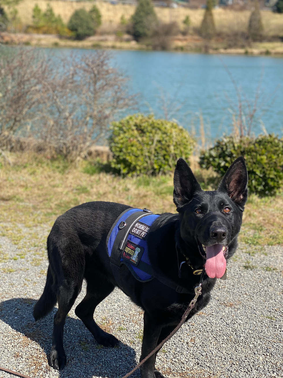 Sasha - GSD service dog