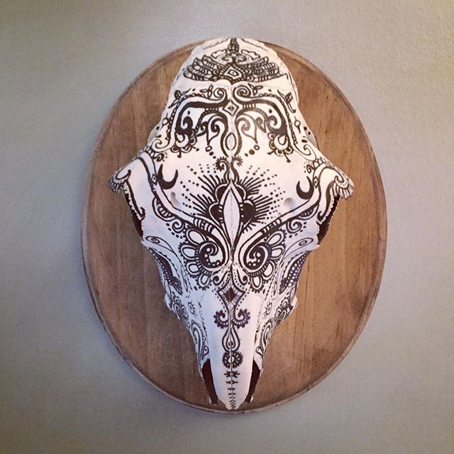 Lamb Skull