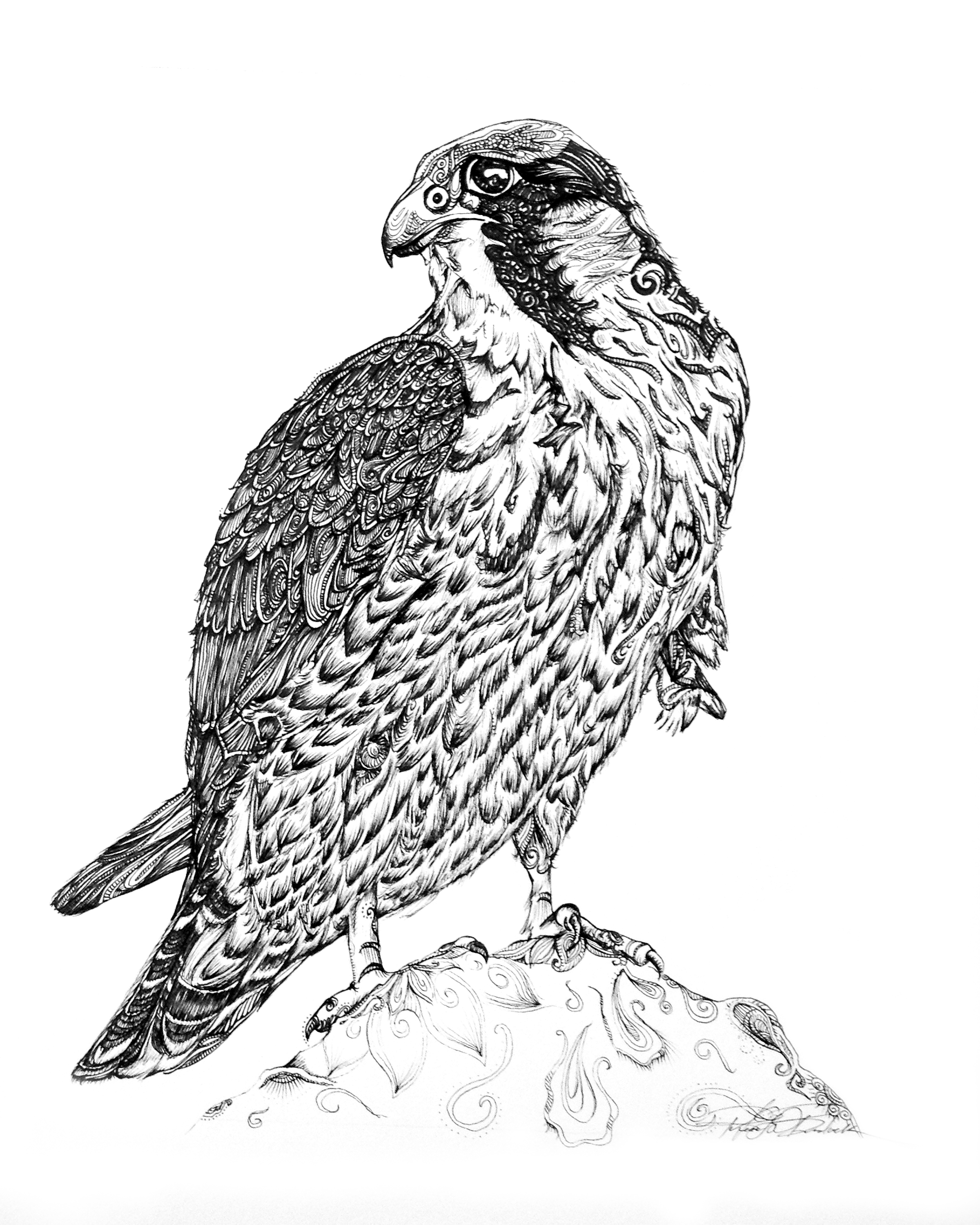 Perigrine Falcon