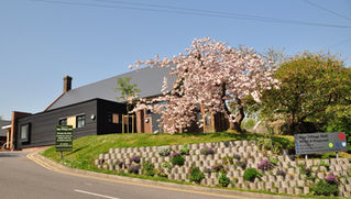 New Cherry Trees in Bloom