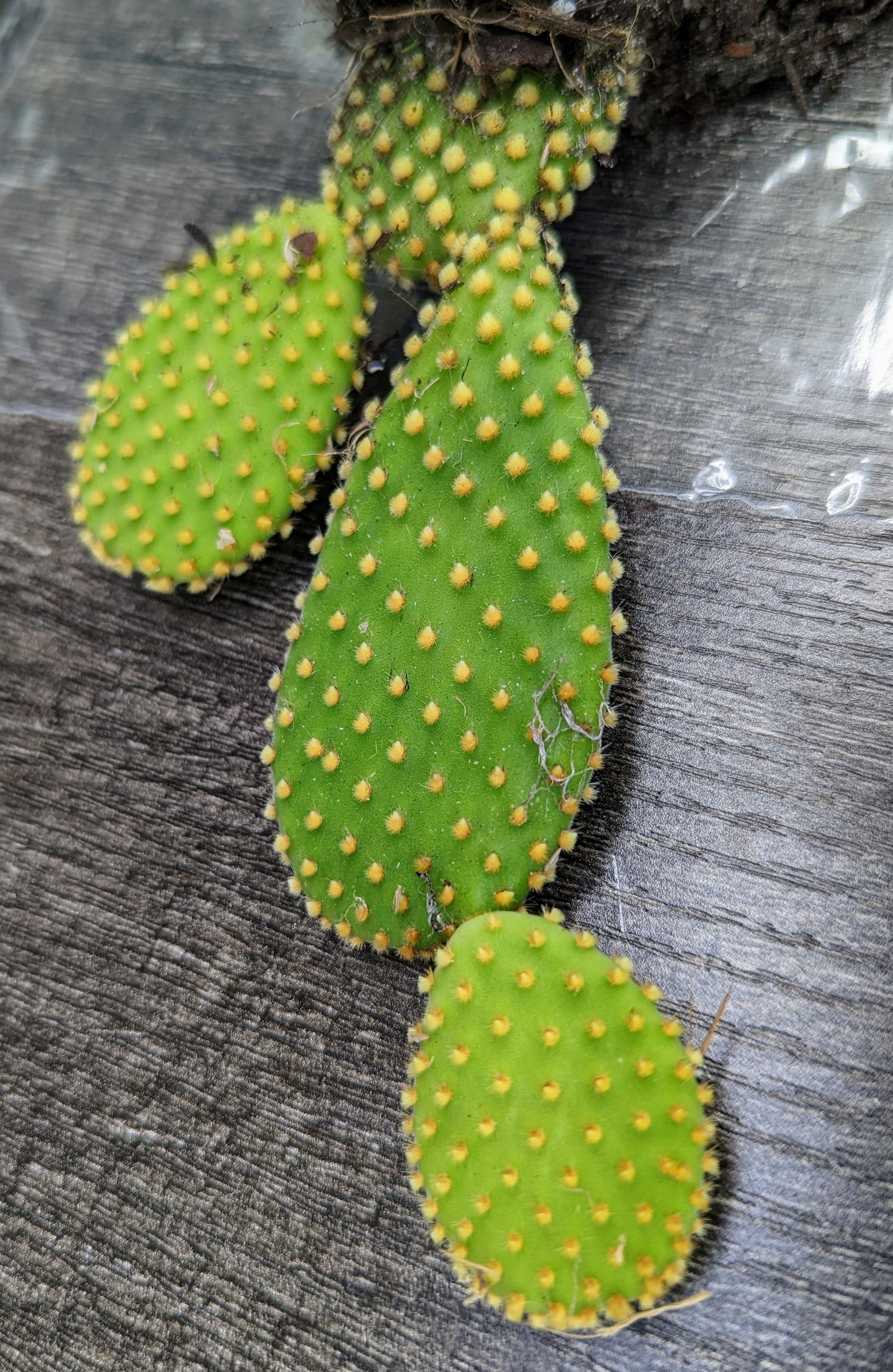 Opuntia Microdasys Golden Bunny Ears