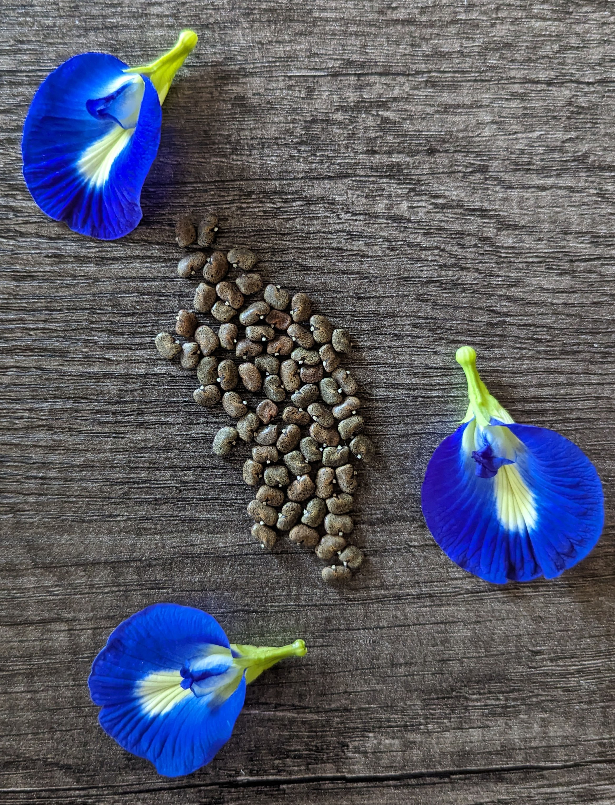 Clitoria Ternatea Butterfly Pea Plant Asian Pigeonwing Seeds