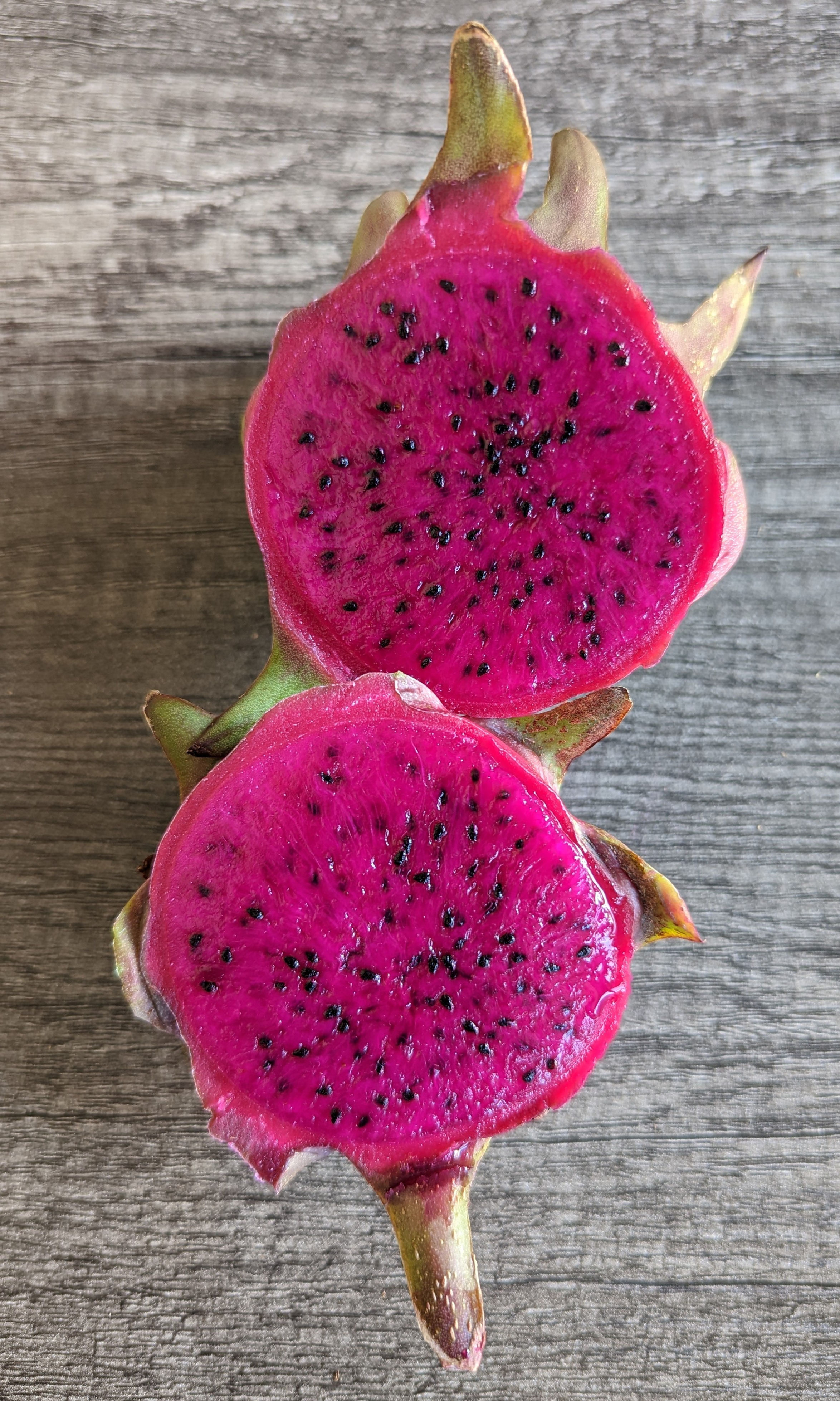 Royal Red Dragon Fruit Cutting