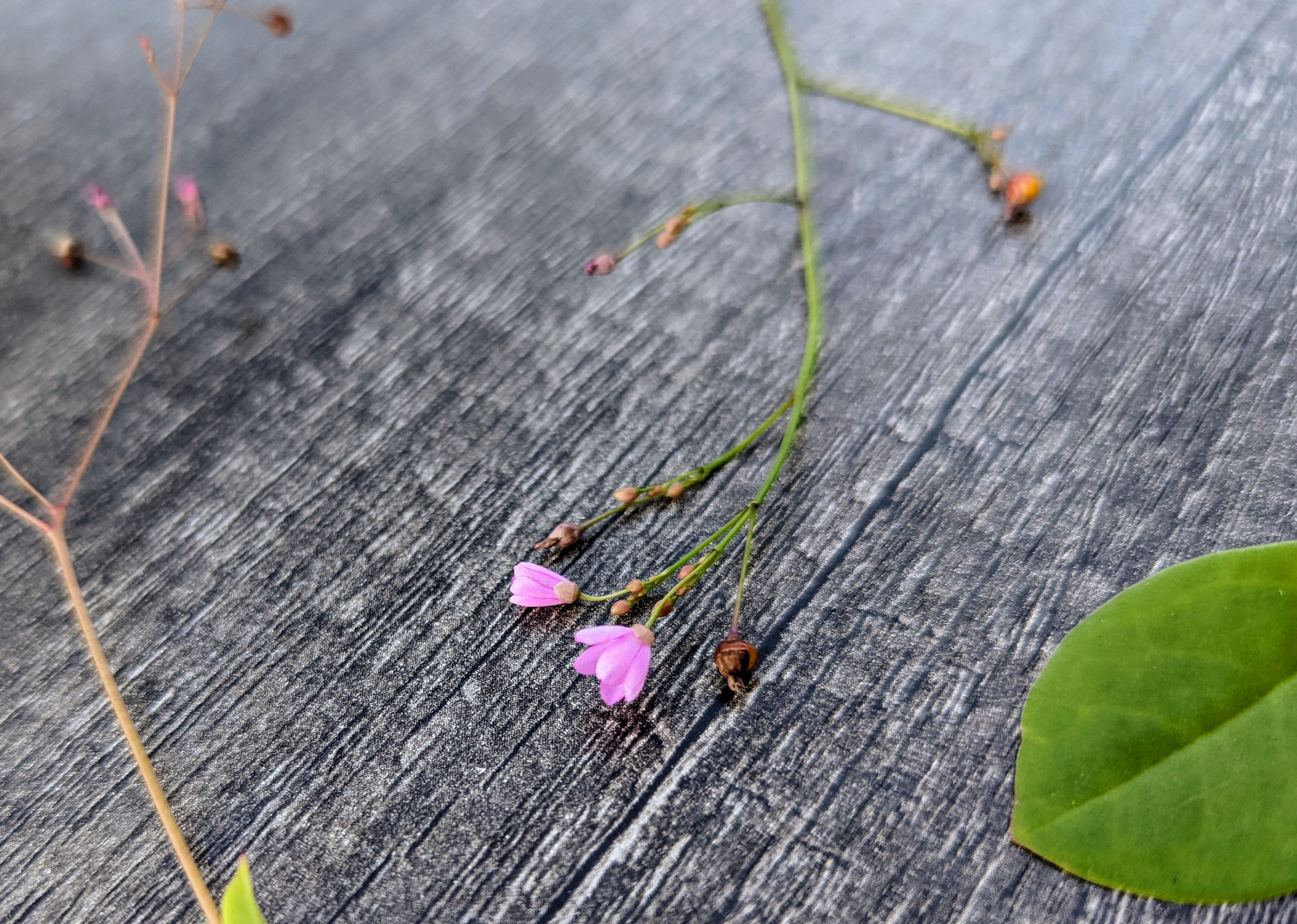 Jewels Of Opar Talinum Paniculatum