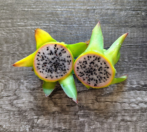 Bruni dragon fruit