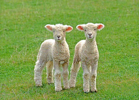 040_Two_Lambs_edited.jpg