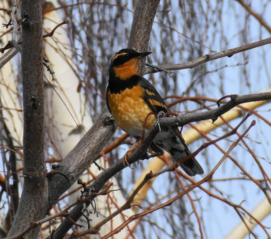 varied thrush Paula Zanter-Stout.jpg
