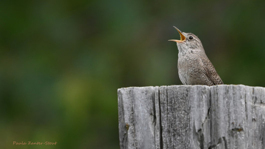 Northern House Wren