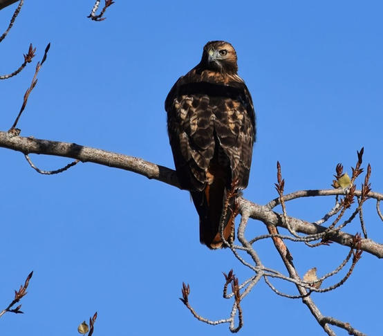red tailed hawk Paula Zanter-Stout.jpg