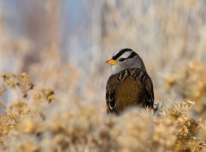 white crowned sparrow Paula Zanter-Stout.jpg