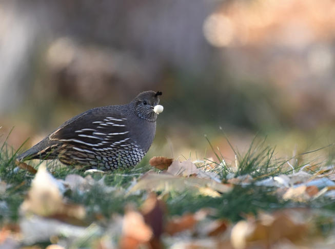 california quail russian olive tree berry Paula Zanter-Stout.jpg