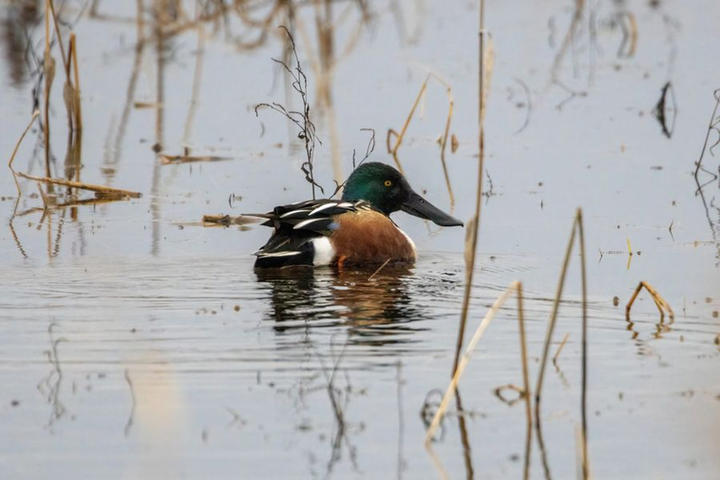 northern shoveler angela davis.jpg
