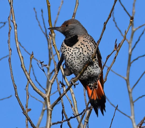 red shafted flicker Paula Zanter-Stout.jpg