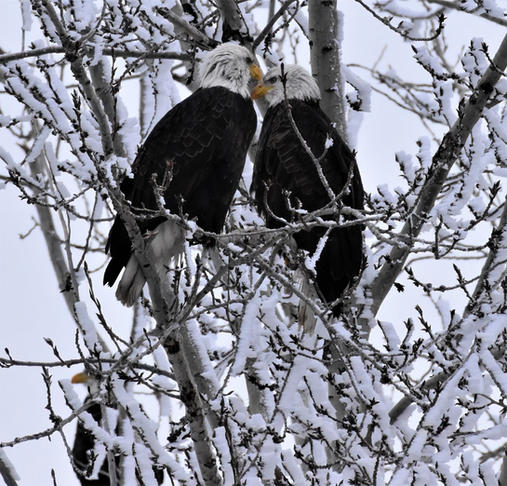 bald eagle 3 Paula Zanter-Stout.jpg