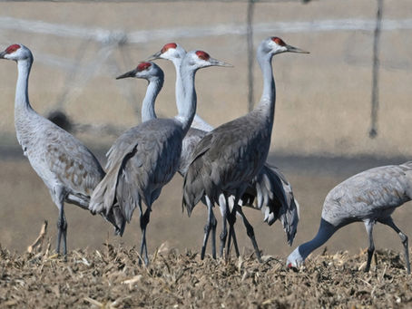 Red Tails March/April 2026