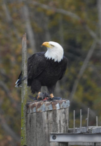 bald eagle 5 Paula Zanter-Stout.jpg