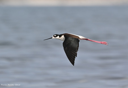 Black-necked Stilt