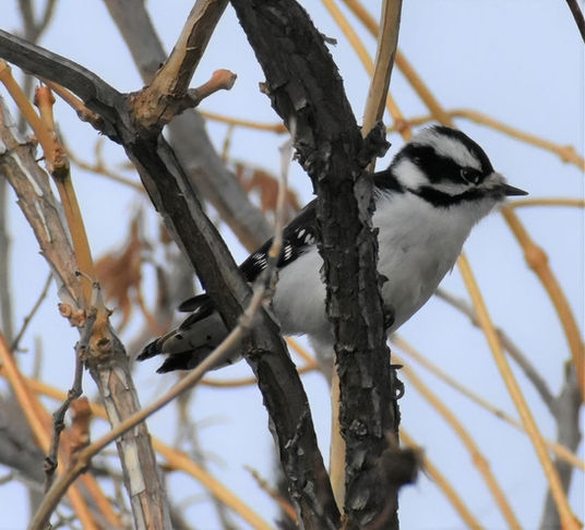 downy woodpecker Paula Zanter-Stout.jpg