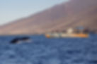 PacWhale Sounds of the Ocean.jpg