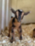 goats.jpeg