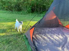 Camping.webp
