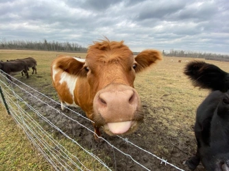 Cow.webp