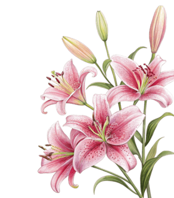 pngtree-pink-lilies-on-a-background-with
