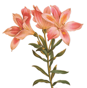 Pink Lily Illustration_edited.png