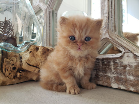 Red Coat Copper-Eyes Long Hair Doll-Face Male Persian Kitten