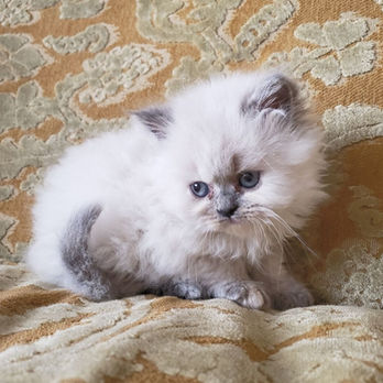 Blue-Cream Tortie-Point Coat Blue-Eyes Long Hair Doll-Face Female Persian Kitten
