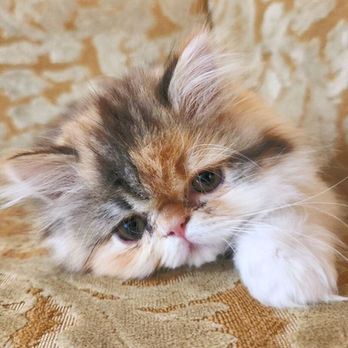 Calico Peke Face Persian Female