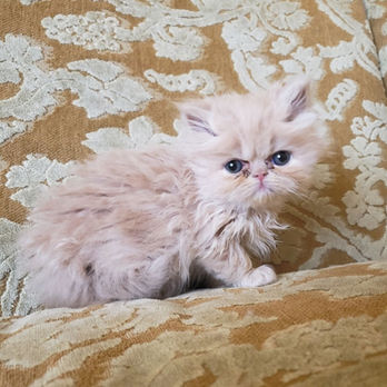 Cream Coat Copper-Eyes Long Hair Doll-Face Female Persian Kitten