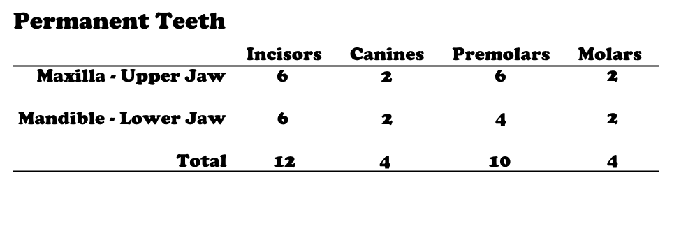 Chart with numbers showing the number of permanent adult teeth a cat will have