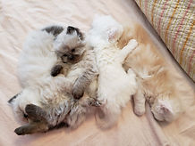 Lazy Babies