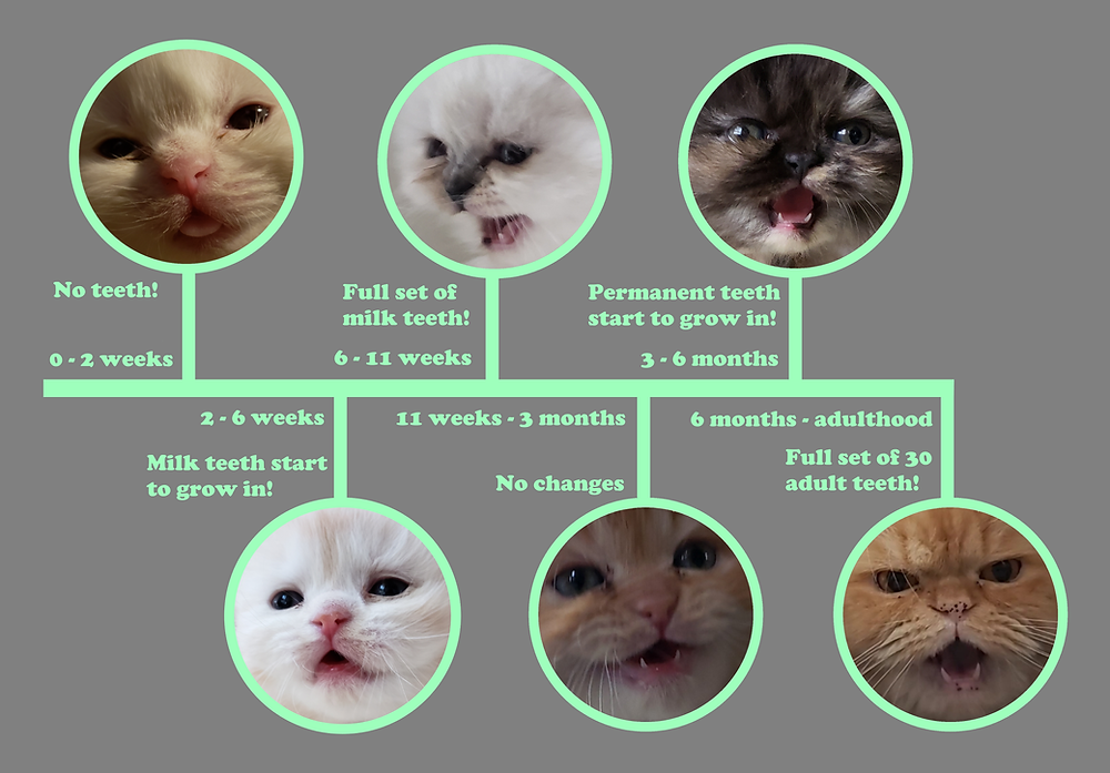 Graph explaining how a cat will develop teeth during the first six months of life with images
