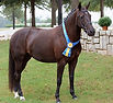 Sorette Hanoverian Horses for Sale (1).j