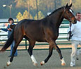 Wruffian Pedigree.jpg