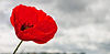 poppy_default_banner1_edited.jpg