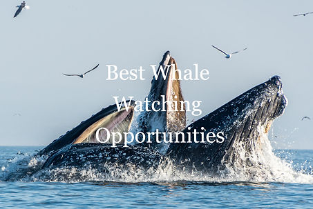 Monterey-Bay_Whale_by-Douglas-Croft_2019