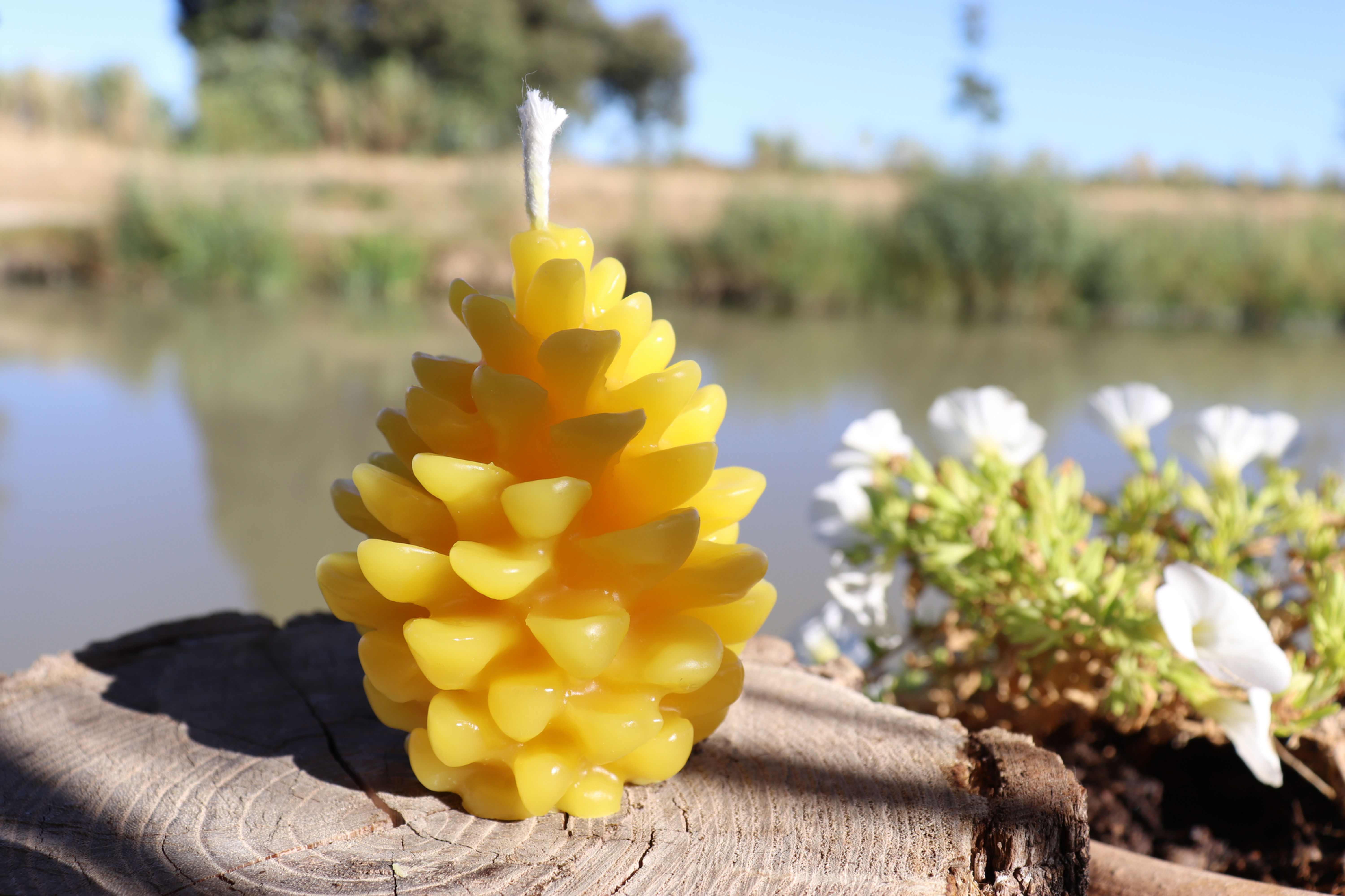 Une bougie en cire d'abeille en forme de pomme de pin grandeur nature. Blonde.
