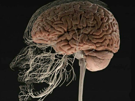 Odontologia e Dentista Biológico, o que é e oque faz?