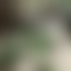 Vai augi tiešām var būt draugi? 