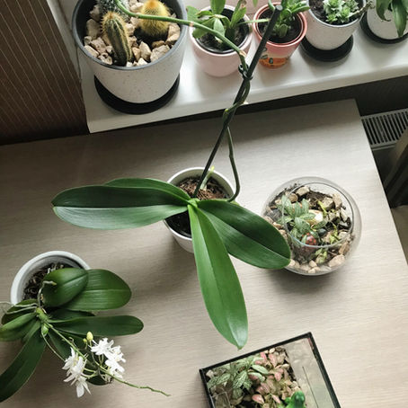 Vai augi tiešām var būt draugi? 