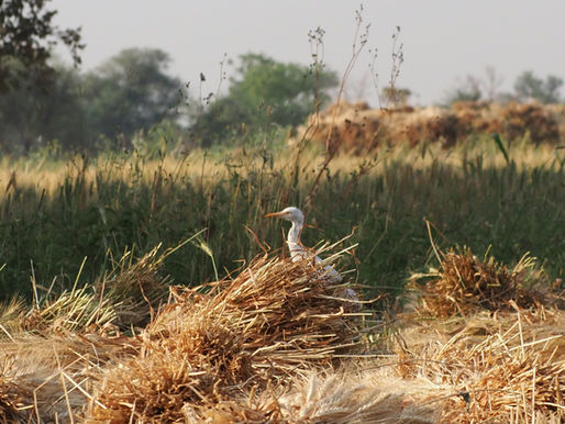 Segwa (Inde) : immersion dans la vie rurale au Rajasthan