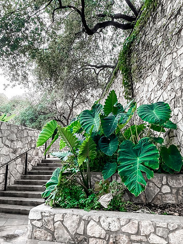 elephant plant San Antonio, TX.jpg