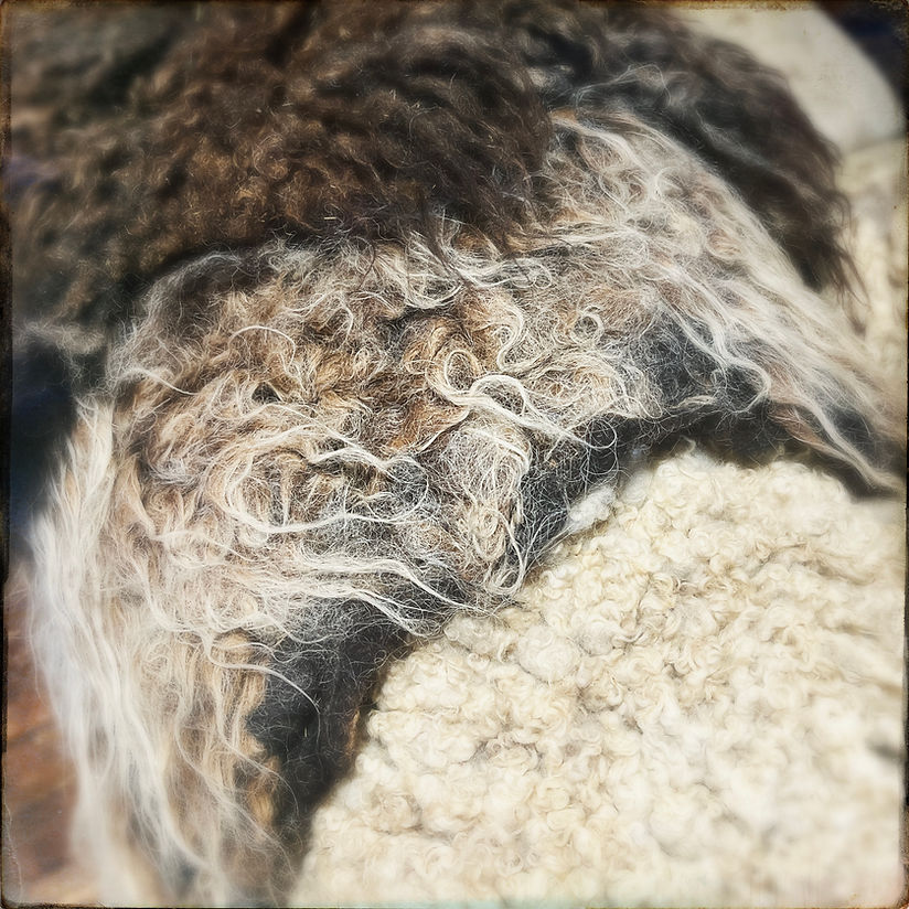 HipstamaticPhoto-724604848.115261.JPG