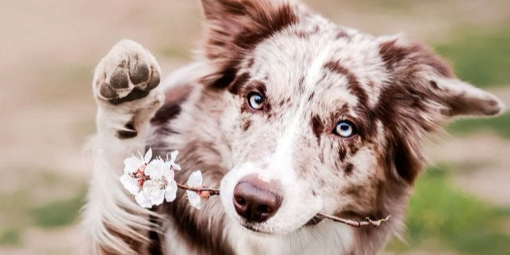 Chien avec une fleur